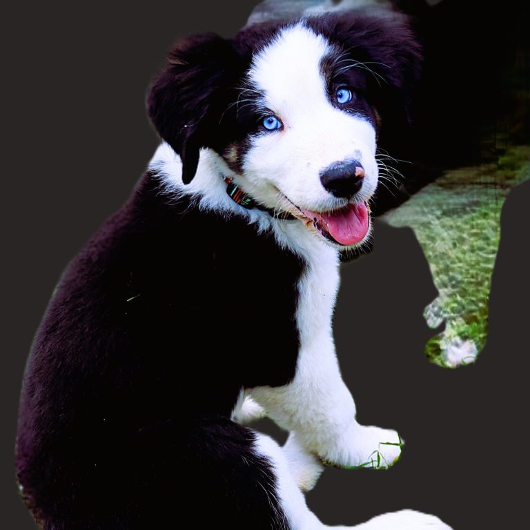 Schwarz-weißer Welpe mit blauen Augen, lächelnd und sitzend.