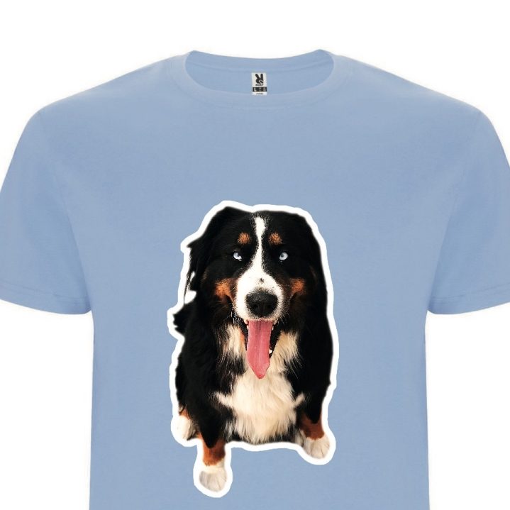 Berner Sennenhund mit schiefem Kopf vor rotem Hintergrund.