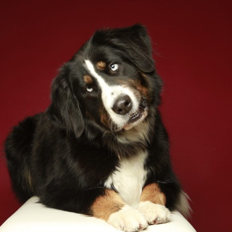 Berner Sennenhund mit schiefem Kopf vor rotem Hintergrund.